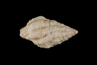 藏品(紫口旋螺)的圖片